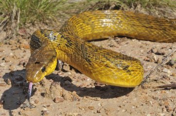 Yellow-bellied puffing snake crawling French Guiana