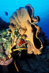 Schwämme und Korallen Cozumel Palencar Yucatan Mexiko