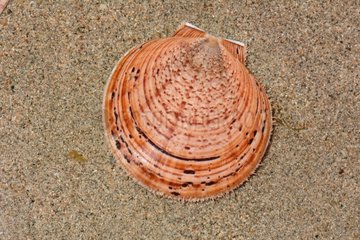 Graded Scallop on sand - New Caledonia