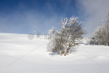 Allebasses mountain in winter - Monts du Forez France