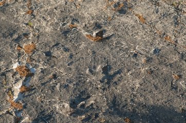 Ornithopod dinosaur footprints in a flat rock - Senoba Spain