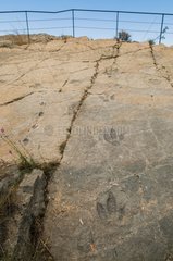 Ornithopod dinosaur footprints in a flat rock - Munill Spain