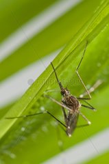 Asian Bush Mosquito on a leaf