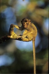 Young Long tailed macaque sat on a branch Indonesia