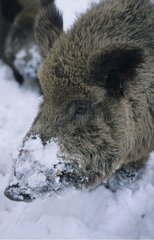 Sangliers d'Eurasie fouillant la neige de son groin Moselle