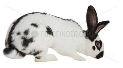 French Giant Butterfly rabbit
