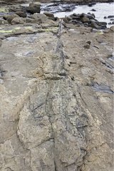 Fossilised tree trunk in exposed rocks on beach Curio Bay