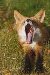 Portrait of a young Red Fox yawning