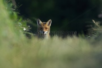 Portrait of Red Fox Vosges France