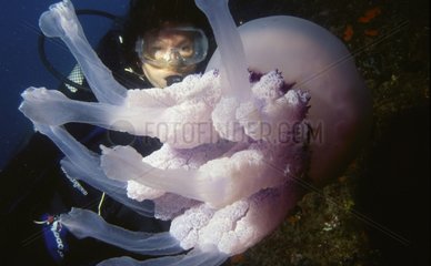 Méduse et plongeuse Medas Espagne