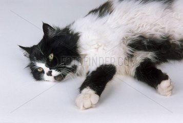 Portrait de Chat noir et blanc couché de tout son long