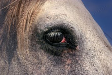 Eye of Horse camarguais France