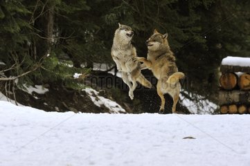 Wolves playing and jumping in winter