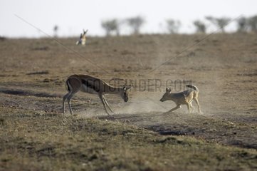 Black-backed Jackal hunting a gazelle Masaï Mara Kenya