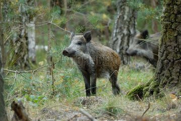 Wildschwein  der in einem Unterholz Sologne Frankreich beobachtet