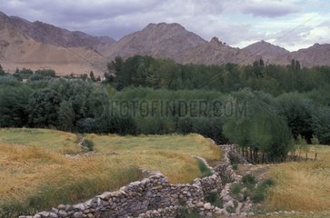 Changspa Terrassen Kulturur Ladakh India Region