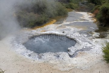 Cooking Pool in Te Puia Thermal Reserve New Zealand