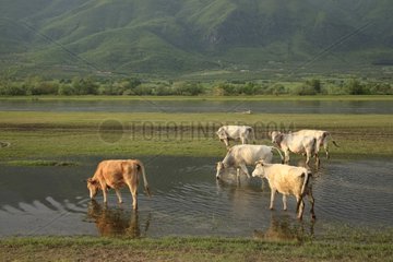 Kühe in einem Prairie Lake Innondée Kerkini Griechenland