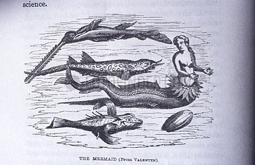 Drawing of a mermaid and marine animals Ceylan