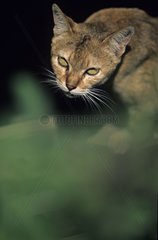 Portrait of a cat Burma