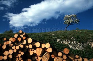 Tas de rondins et arbre isolé PN Kalkalpen Autriche