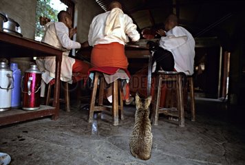 Cat sitting a the foot of nuns eating Burma