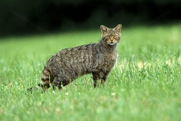 Chat sauvage Vosges France