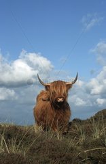 Highland Cow Texel Island Netherland