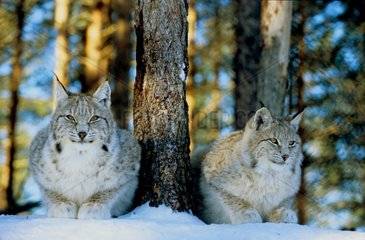 Weiblicher eurasischer Lynx und sein junges Ortsgebiet in Schweden