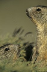 Portrait de Marmottons des Alpes hors du terrier France