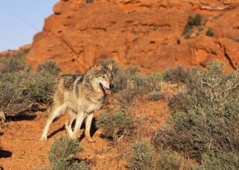Insulated adult wolf observing the USA