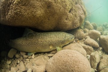 Female lake trout under a rock - Lake Annecy France