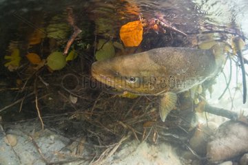 Male lake trout under surface - Lake Annecy France