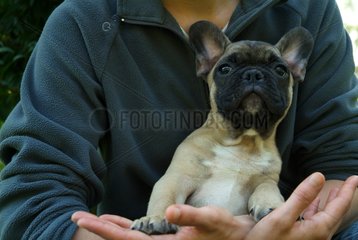 Pup French Bulldog in arm of its mistress France
