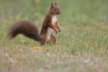 Eurasian red Squirrel stand up in a meadow