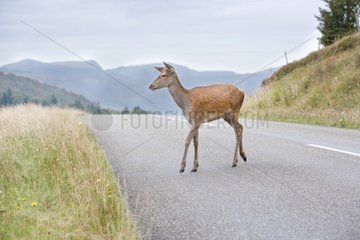 Red deer walking on the ridge road - Vosges France