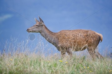 Female red deer in the stubble - Vosges France
