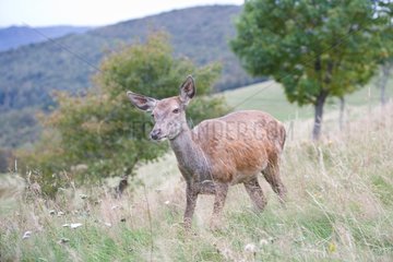 Female red deer in the stubble - Vosges France