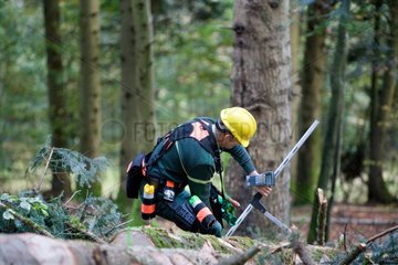 Cubic timber on a logging - Vosges France