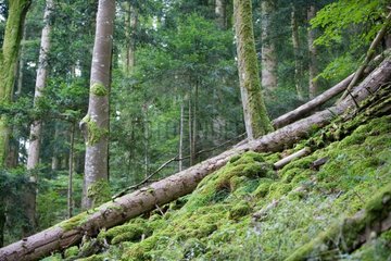 Mountain forest undergrowth - Vosges France