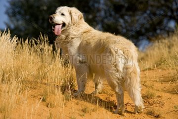 Old Golden retriever drawing the language France