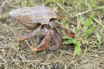 Hermit crab Martinique
