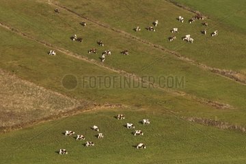 Herde von Montbeliarde -Kühen in Meadow im Herbst Jura Frankreich