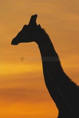 Silhouette de Girafe Masaï le soir Masaï Mara Kenya