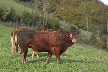 Bull in a pasture - Jura Switzerland