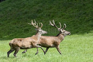 Red deer running in a pasture - France
