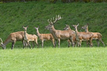 Red deer and hinds in a pasture - France