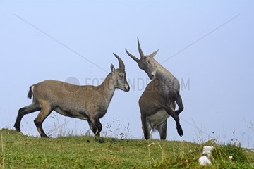 Female Alps Ibex fighting - Creux du Van Switzerland