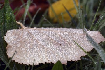Dew on dead leaf on the grass in autumn - France
