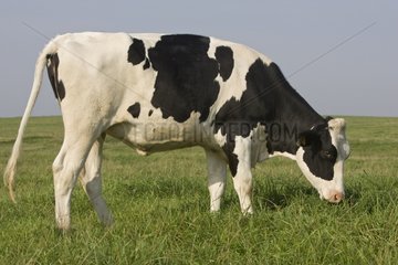 Holstein cow grazing in a meadow France